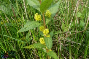 Lysimachia thyrsiflora (3)_LR